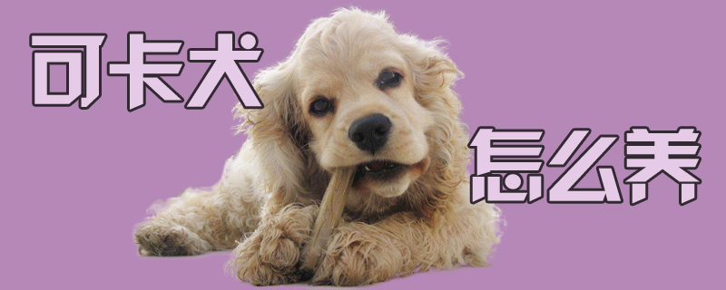 可卡犬怎么養