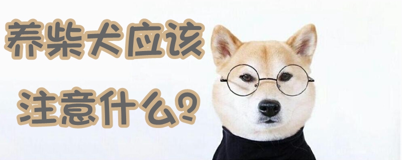 養(yǎng)柴犬應該注意什么