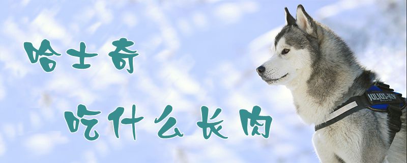 哈士奇吃什么長(zhǎng)肉1