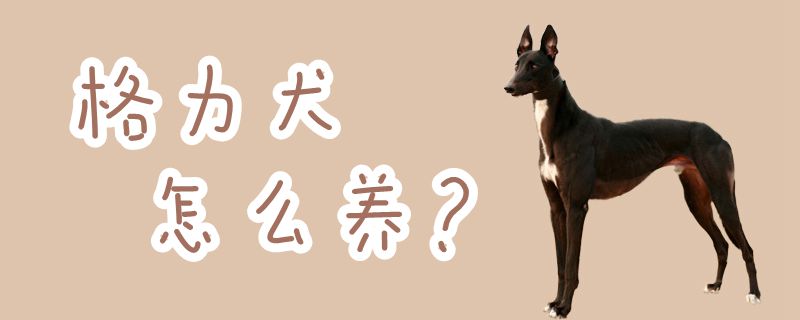 格力犬怎么養