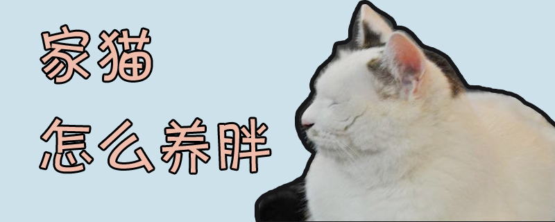 家貓怎么養(yǎng)胖