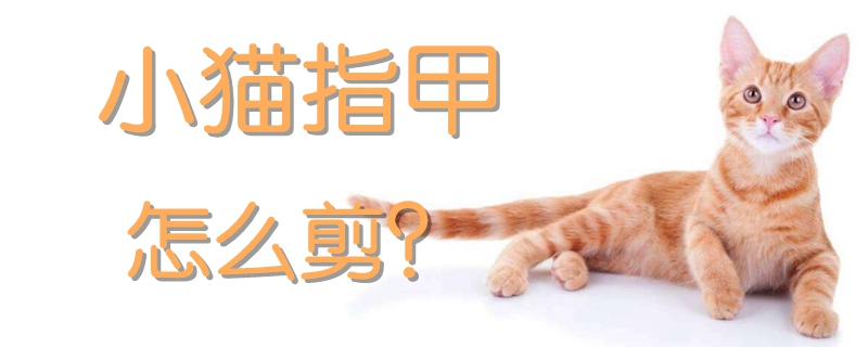 小貓指甲怎么剪