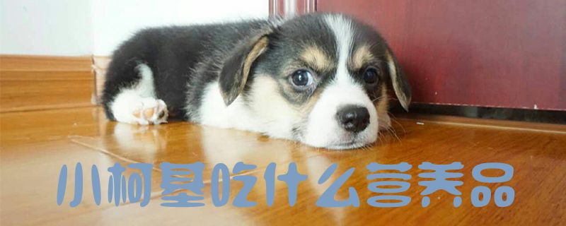 小柯基吃什么營養(yǎng)品1