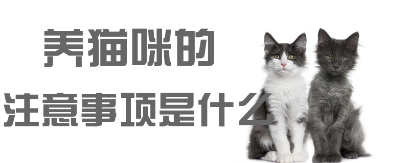 養貓咪的注意事項是什么