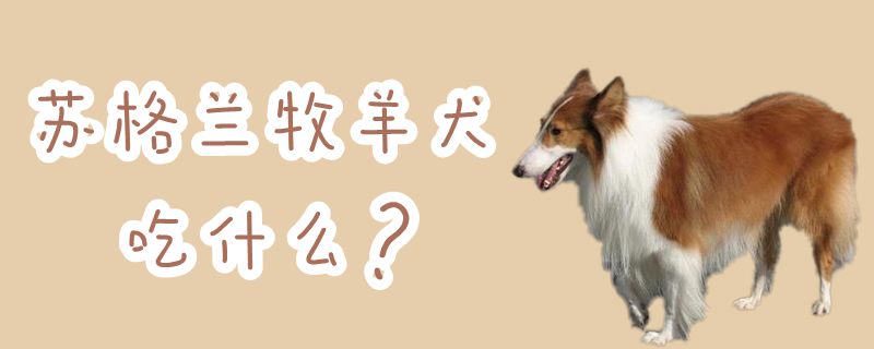 蘇格蘭牧羊犬吃什么
