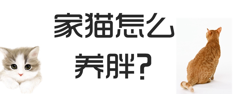 家貓怎么養胖