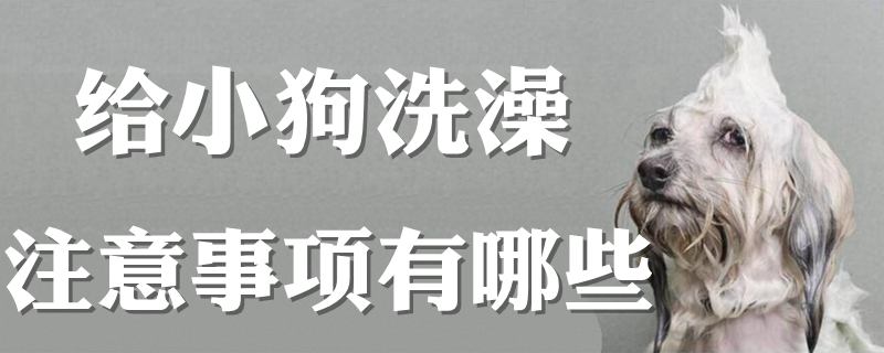 給小狗洗澡注意事項(xiàng)有哪些