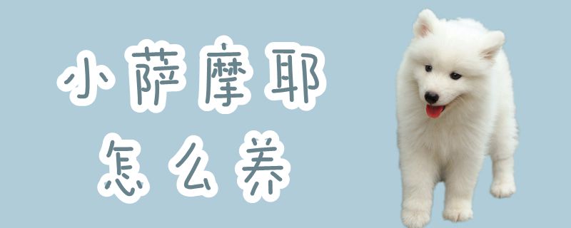 小薩摩耶怎么養