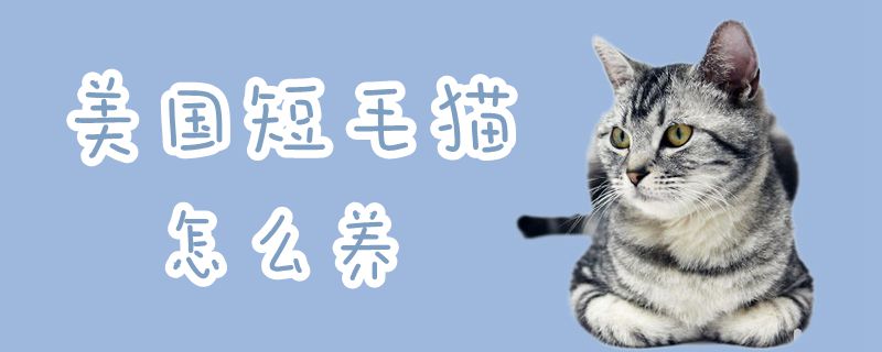 美國短毛貓怎么養