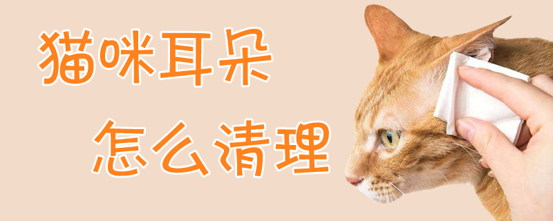 貓咪耳朵怎么清理