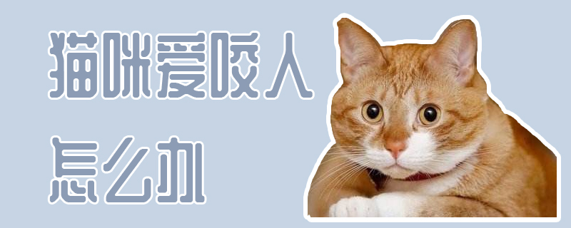 貓咪愛(ài)咬人怎么辦