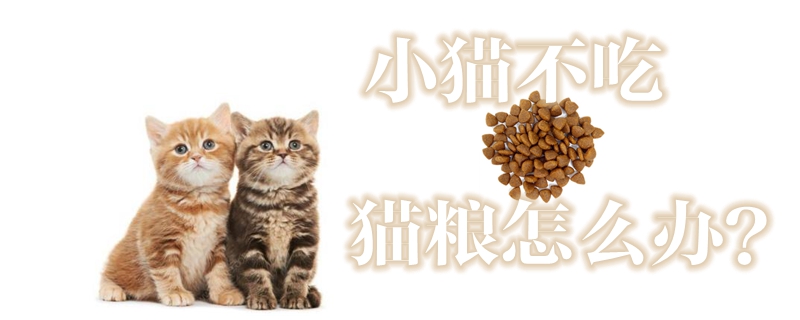 小貓不吃貓糧怎么辦