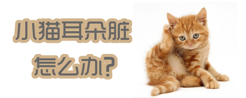 小貓耳朵臟怎么辦
