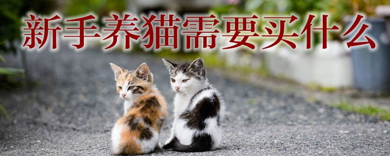 新手養(yǎng)貓需要買什么