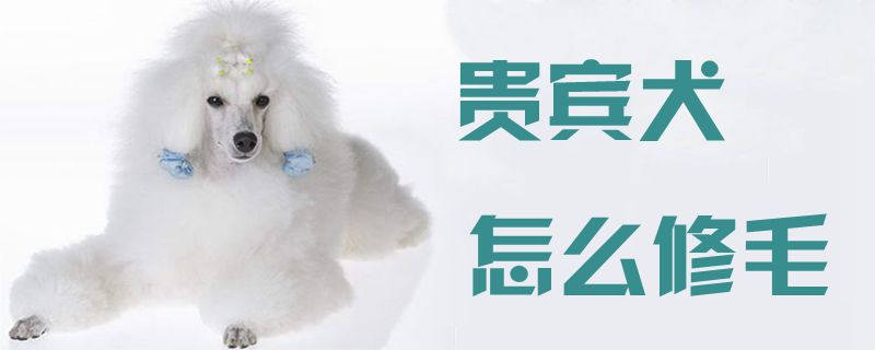 貴賓犬怎么修毛1