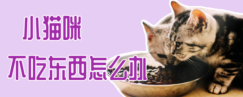 小貓咪不吃東西怎么辦