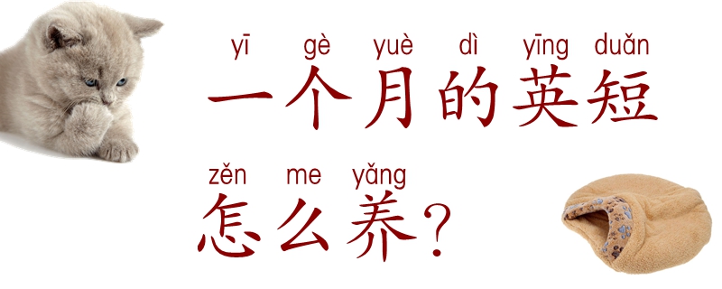 一個月的英短怎么養