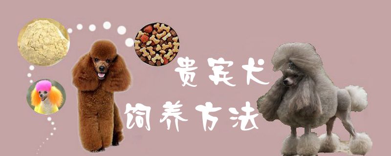 貴賓犬飼養方法1