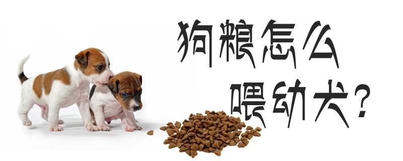狗糧怎么喂幼犬