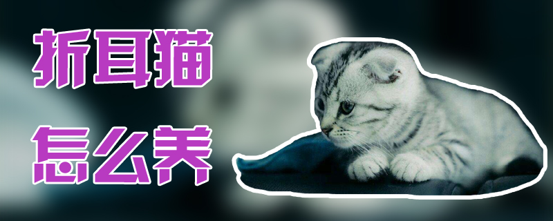 折耳貓怎么養