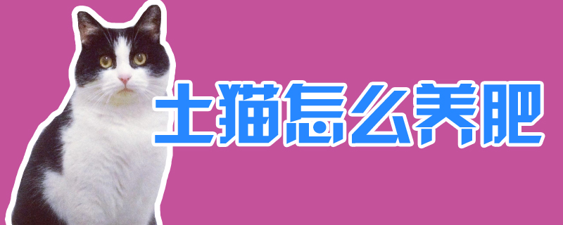 土貓怎么養肥