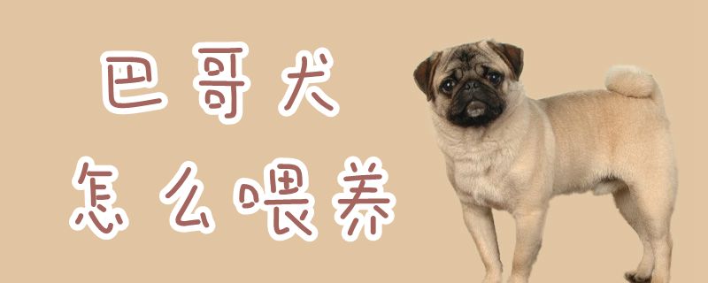 巴哥犬怎么喂養