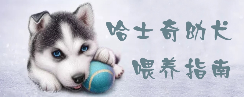 哈士奇幼犬喂養(yǎng)指南1