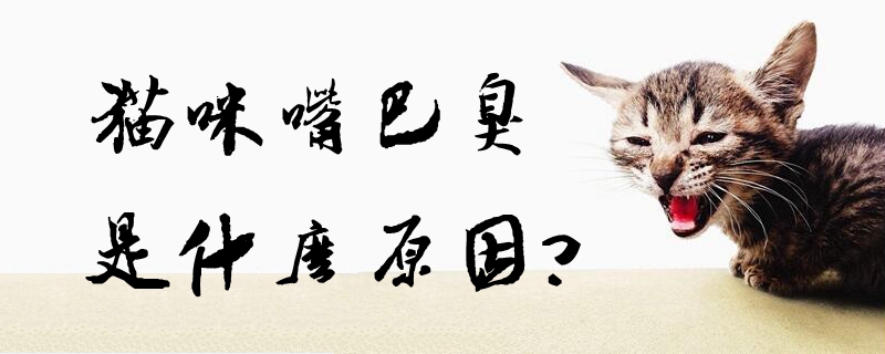 貓咪嘴巴臭是什么原因