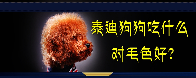 泰迪狗狗吃什么對(duì)毛色好