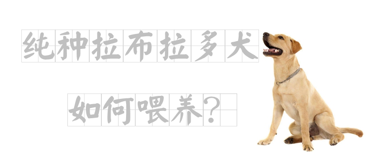 純種拉布拉多犬如何喂養
