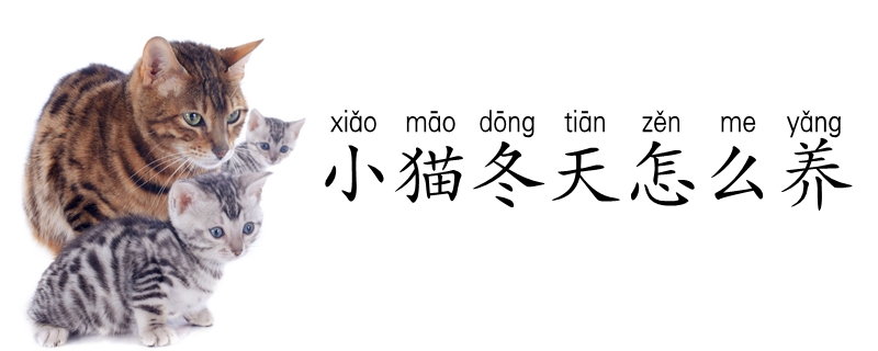 小貓冬天怎么養