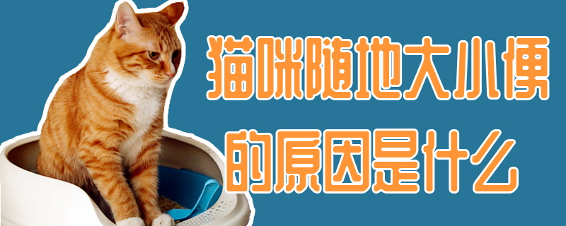 貓咪隨地大小便的原因是什么