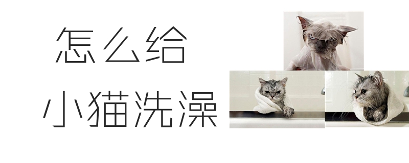 怎么給小貓洗澡