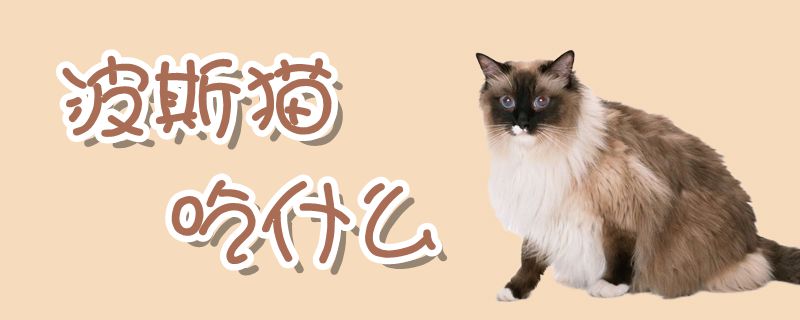 波斯貓吃什么