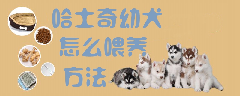 哈士奇幼犬怎么喂養方法1