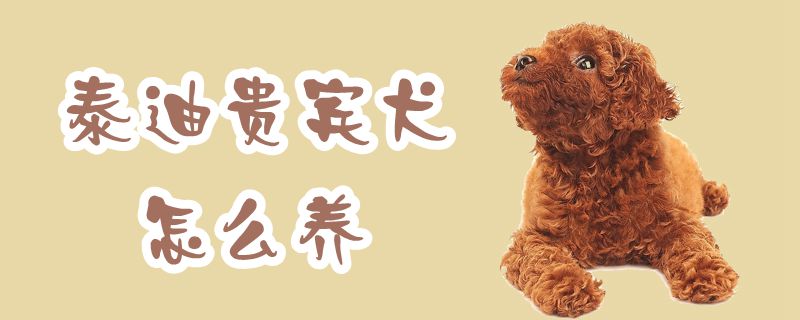 泰迪貴賓犬怎么養