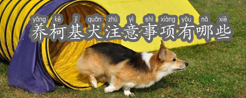 養柯基犬注意事項有哪些