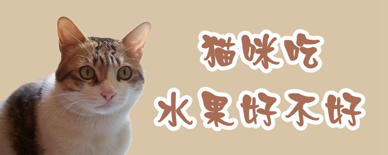 貓咪吃水果好不好