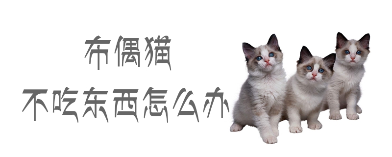 布偶貓不吃東西怎么辦