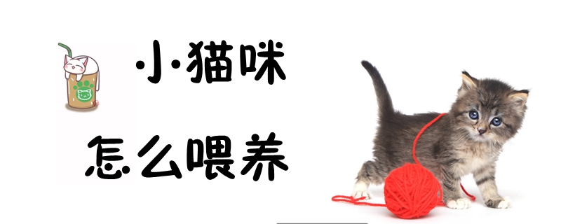 小貓咪怎么喂養(yǎng)