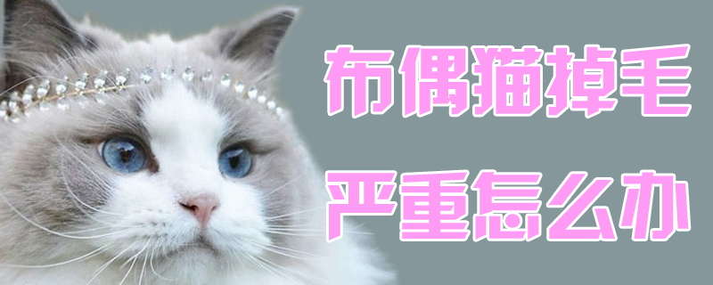 布偶貓掉毛嚴重怎么辦