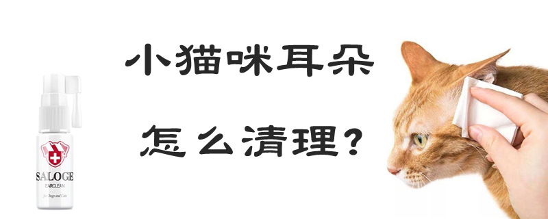 小貓咪耳朵怎么清理