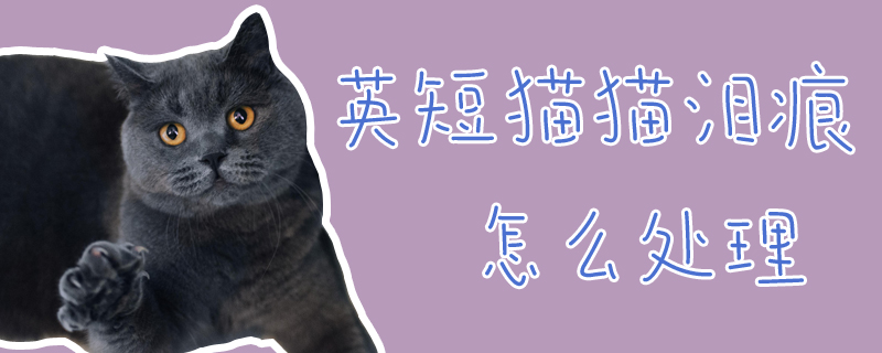 英短貓貓淚痕怎么處理