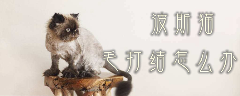 波斯貓毛打結(jié)怎么辦