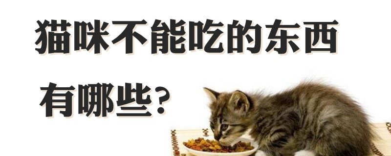 貓咪不能吃的東西有哪些
