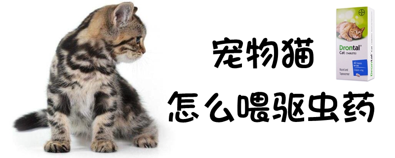 寵物貓怎么喂驅蟲藥