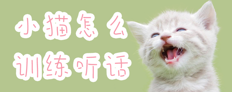 小貓?jiān)趺从?xùn)練聽(tīng)話