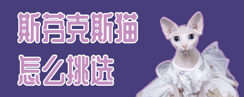 斯芬克斯貓?jiān)趺刺暨x