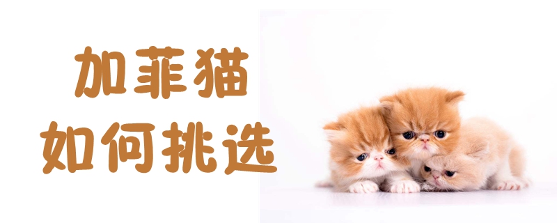 加菲貓如何挑選
