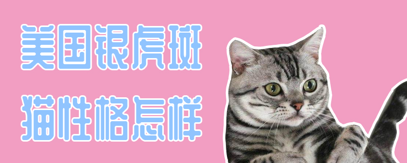 美國銀虎斑貓性格怎樣